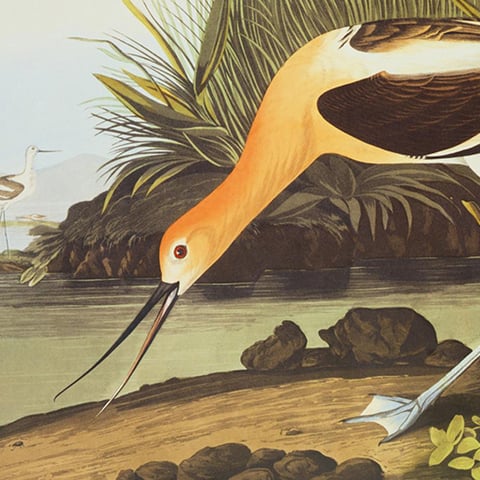 Slider- Fine Art Prints